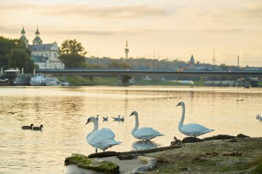 Şafak vakti Vistula nehrinde sıcak güneşin altında kuğular..