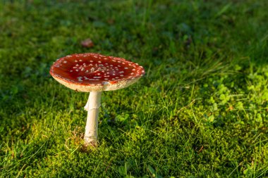 Amanita Muscaria, zehirli mantar. Doğal ortamda çimenlerin arasında filizleniyor.