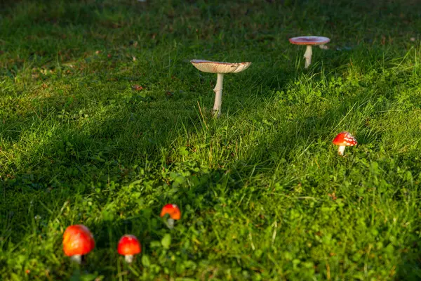 Amanita Muscaria, poisonous mushroom. Sprouting among grass in natural landscape