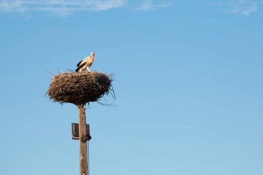 Bir leylek yuvasına uçar direğin üzerinde