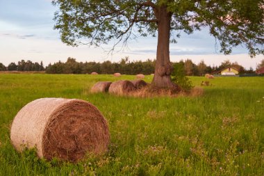 Çayırda ya da çayırda balyalanmış saman