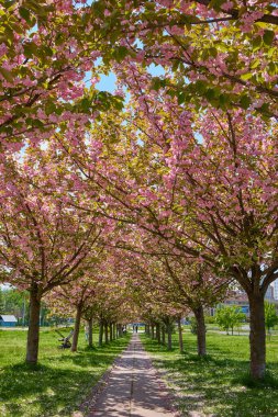 Sakura Kiraz Çiçeği Sokağı. Baharda harika manzaralı yeşil çimenler. Kiraz ağacının pembe çiçekleri
