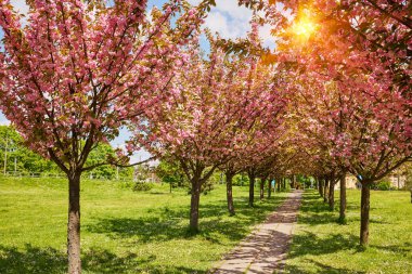 Sakura Kiraz Çiçeği Sokağı. Baharda harika manzaralı yeşil çimenler. Kiraz ağacının pembe çiçekleri