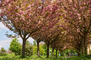 Sakura Kiraz Çiçeği Sokağı. Baharda harika manzaralı yeşil çimenler. Kiraz ağacının pembe çiçekleri