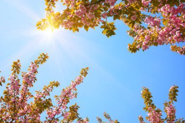 Uzun ağaçların gölgesi berrak mavi gökyüzünü çerçeveliyor, güneş içinden parlıyor.