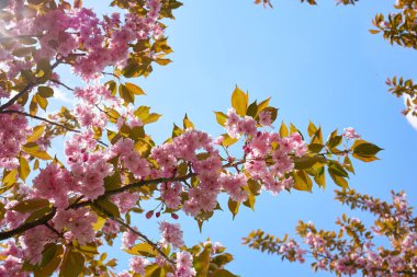 Çiçek açan keçiboynuzu çiçeklerinin dalları..