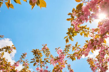 Uzun ağaçların gölgesi berrak mavi gökyüzünü çerçeveliyor, güneş içinden parlıyor.