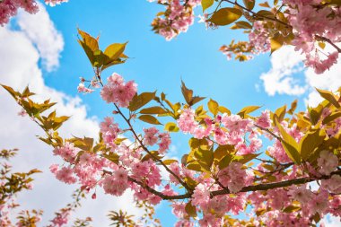 Çiçek açan keçiboynuzu çiçeklerinin dalları..