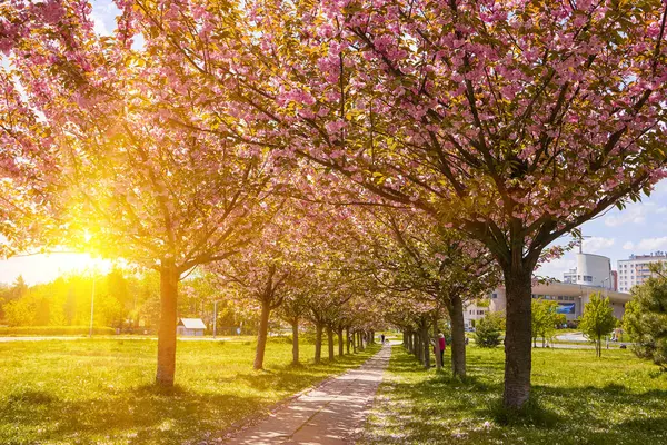 Sakura Kiraz Çiçeği Sokağı. Baharda harika manzaralı yeşil çimenler. Kiraz ağacının pembe çiçekleri