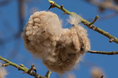 Ceiba ağacı kabarıklığı düşmeye hazır.