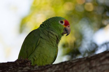 Yucatecan papağanı ağaçta dikilip sana bakıyor.