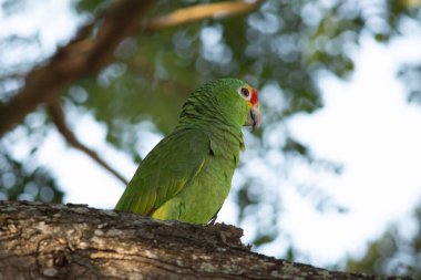 Ağaçta duran Yucatecan papağanı