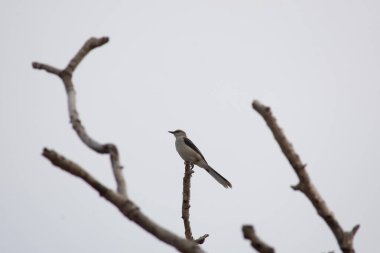 Cenzontle kuşu ağaçta durup hayatın tadını çıkarıyor.