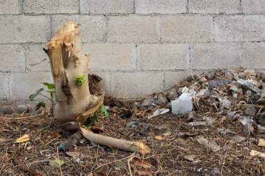 Sokaktaki çöplerle ağacı kes.