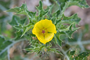 Celestun 'da bir göldeki ördekler