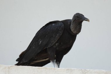 Akbaba izliyor ve sıradaki kurbanını bekliyor.