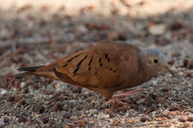 Kaplumbağanın uzaklaşması yakındır.