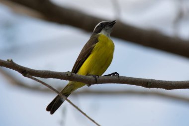 Güzel Xtakay kuşu bir yerlere bakıyor.