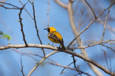 Yuuya kuşu ağaç dalında duruyor.