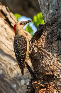 Ağaçkakan ağaçta dikiliyor.