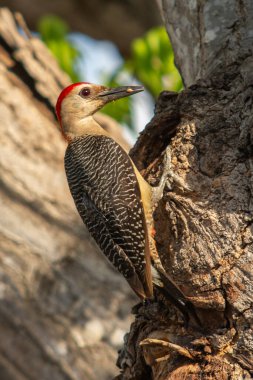 Gagasında çilek olan ağaçkakan.