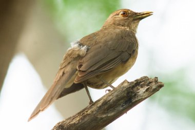 Zorzal Pardo bir dala çıkıp şarkı söylüyor