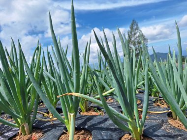 Büyüleyici bir dağın eteğinde pırasa yetiştirme