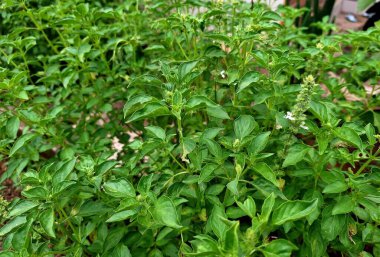 Gündüz çekilen büyüleyici fesleğen ağacı