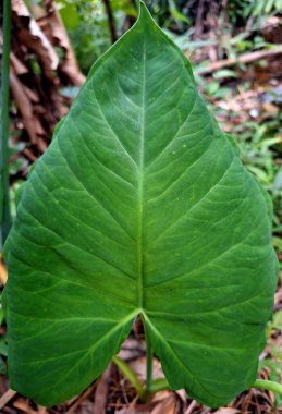 detailed photo of taro leaves in the garden taken in the afternoon clipart