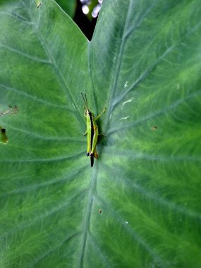 Çekirgeler taro yapraklarında durur ve yaprakları yerler.