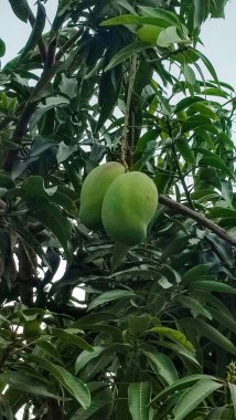 Olgunlaşmamış mangolar ağaçta asılı..