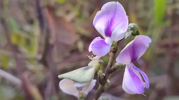 Otholobium glandulosum doğada çiçek açar. 