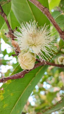 Dala yakın plan okaliptüs çiçeği. Okaliptüs tomurcukları. 