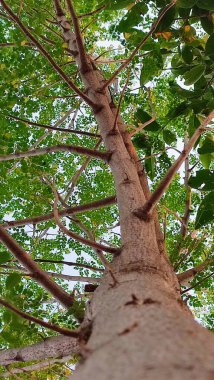 Ağaçlar alçak açılı görünüyor. Bir ağacın doğal arkaplanı. 