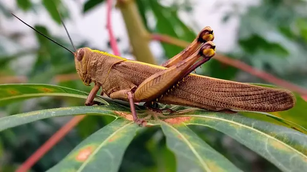 stock image Grasshopper resting on cassava leaf. The locust is resting on a cassava leaf.