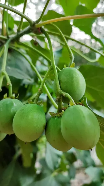 Jatropha curcas. Ağaçta yeşil meyveler olan Jatropha curcas.. 