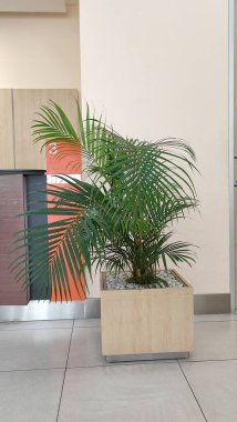 Adliye bahçesindeki palmiyeyi kapat..