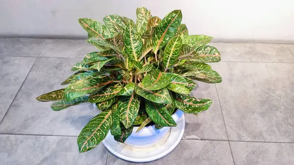 Aglaonema bitkisi zeminin altına yerleştirilmiş beyaz bir saksı. Çin Evergreen olarak bilinen Aglaonema bitkisi kapalı alanda popüler bir bitkidir..