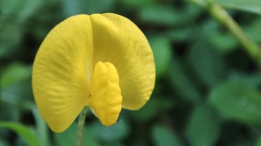 Yol kenarında Arachis duranensis ya da Fıstık çiçeği açar.