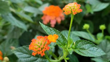 Batı Hint Lantana 'sı, Lantana Camara, aynı zamanda büyük bilge, yabani, kırmızı bilge, beyaz adaçayı ve çilek olarak da bilinir. Çiçek doğal arka plan. 