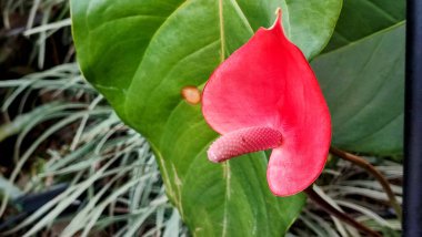 Latince adı Anthurium andreanum veya flamingo olan sıra dışı bir çiçek. Kapat..