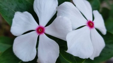 Madagaskar menekşesini, Madagaskar menekşe çiçeğini, kataranthus bitkisini, Madagaskar menekşe çiçeğini, menekşe çiçeğini, vinka gülünü, menekşe çiçeğini, menekşe çiçeğini, yıllık vinka, vinca çiçeğini kapatın..