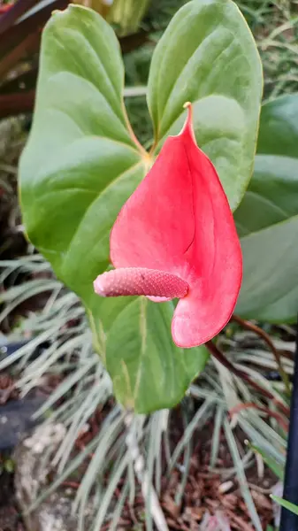 Latince adı Anthurium andreanum veya flamingo olan sıra dışı bir çiçek. Kapat..