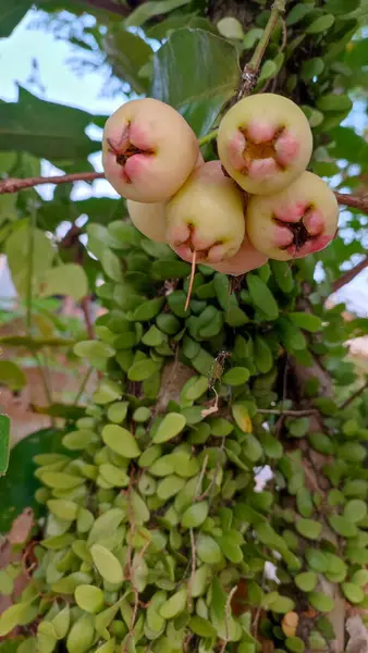 Jambu havası Endonezya 'da ya da ağaç dalında asılı duran genç bir su guava meyvesi olarak adlandırılır..