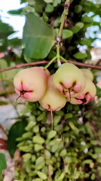 Jambu havası Endonezya 'da ya da ağaç dalında asılı duran genç bir su guava meyvesi olarak adlandırılır..