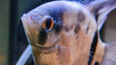 Close up of black and white angelfish in the aquarium. clipart