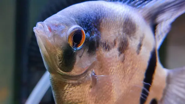 stock image Close up of black and white angelfish in the aquarium.