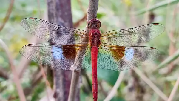 stock image A red dragonfly perches on a piece of wood and flaps its wings.