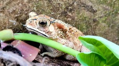 Kayanın arkasında nefes alan bir kurbağanın yakın çekimi..