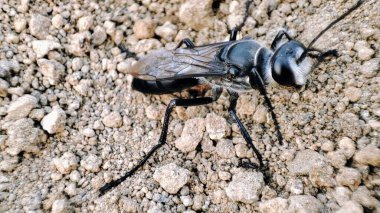 Crabronidae ya da bilinen adıyla Kum Arıları yeryüzünde yürüyor..